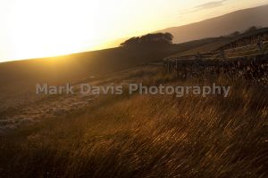 road to downham from barley 1.jpg